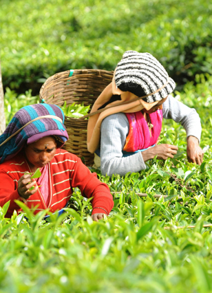 Bhatkawa Tea Unlisted Share Price